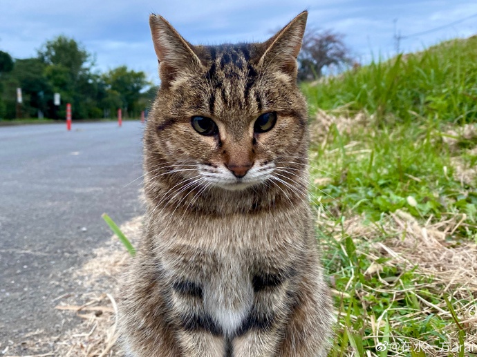 小鲸工作室 作品封面